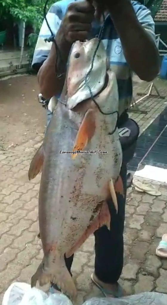 Hartono, nelayan Waduk Seloromo Gembong menangkap ikan patin seberat 15 kg