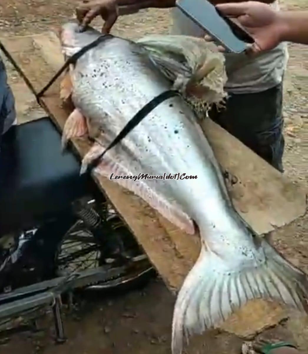 Ikan patin jumbo penghuni Waduk Seloromo Gembong