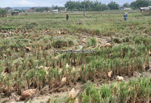Siswa SDN Pati Wetan 01 Pati dengan tertib menyaksikan acara Expo Ramadhan Ceria di halaman sekolahnya
