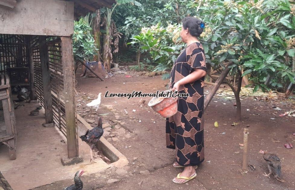 Sutarsih sedang memberi makan ayam-ayam peliharaannya