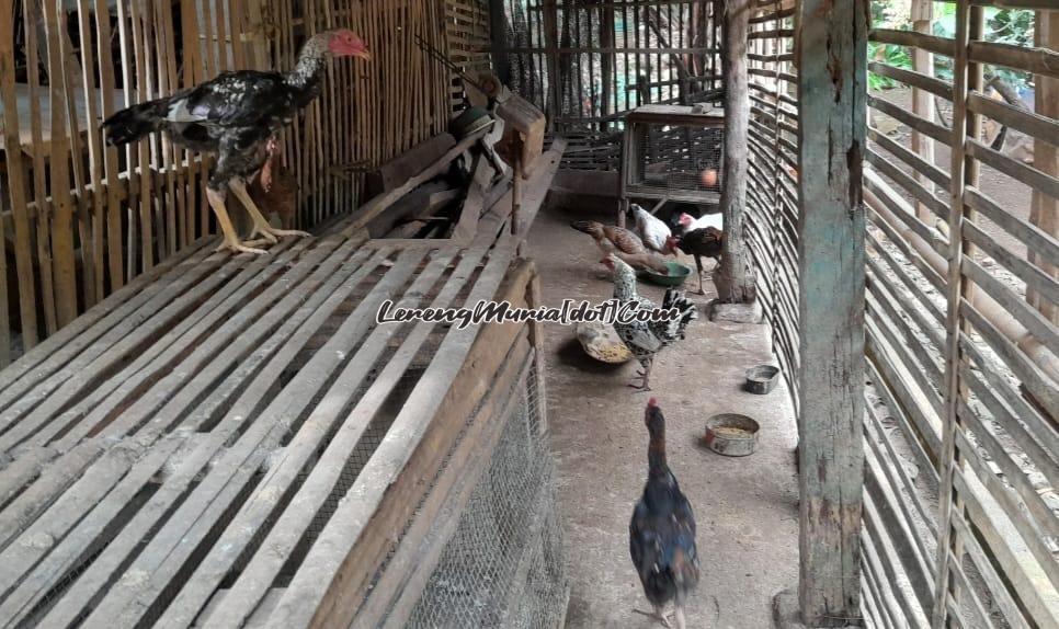 Ayam-ayam di dalam kandang yang bersih