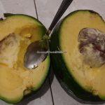 ALPUKAT KENDIL JOLLONG PATI, SUPER JUMBO