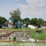HARMONISASI PETANI DENGAN BURUNG BLEKOK