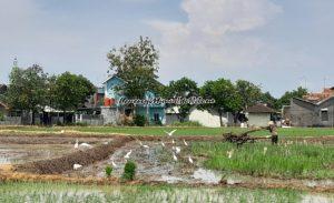 HARMONISASI PETANI DENGAN BURUNG BLEKOK