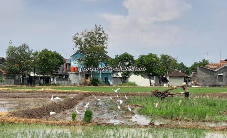 Harmonisasi antara petani dan burung blekok di lahan pertanian Desa Puri, Kabupaten Pati